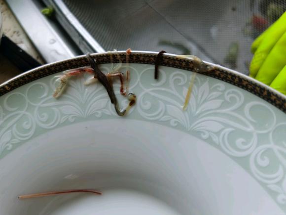 增强免疫力的食物是什么？得吃虾！