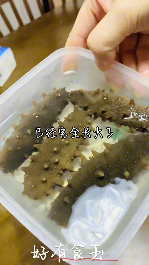 海参泡发，给孩子增强免疫力