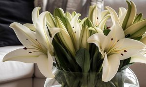 百合花苞变色能长得好吗？怎么养护百合花的花苞？