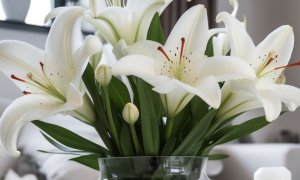 百合花的土培养殖知多少？