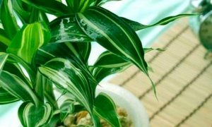 富贵竹可以放室内吗和放室外的区别是什么
