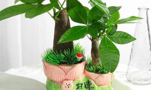 发财树冬天落叶吗-发财树知识科普