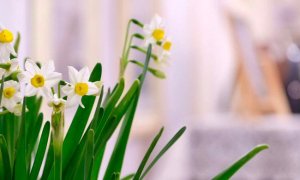 水培水仙花正确养法及栽种技巧