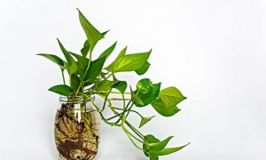 绿萝叶子发黄怎么办-新手入门