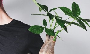 发财树的养护方法都有哪些？发财树养护攻略