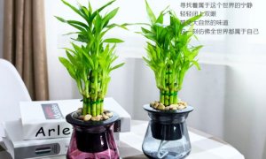 富贵竹生根后多久换一次水，生根后可以剪掉吗？