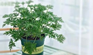 驱蚊草有毒吗？对人体有害吗？