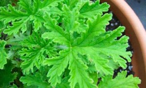 驱蚊草怎么养？驱蚊草为什么会有香味？