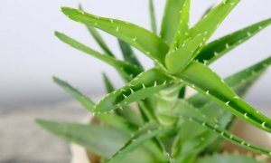 芦荟有毒吗？能放卧室吗？