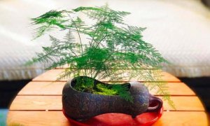 文竹可以水养吗？水养文竹能活吗？