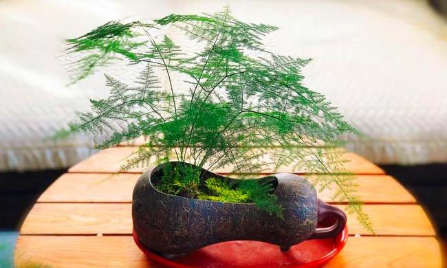 文竹可以水养吗？水养文竹能活吗？