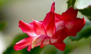蟹爪兰什么时候开花，蟹爪兰什么时候浇水？
