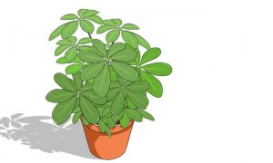 七叶莲的风水作用？在客厅如何摆放？