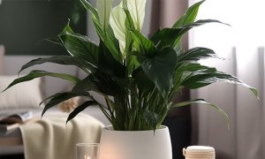 白掌小百科：怎么养殖白掌四季略不同