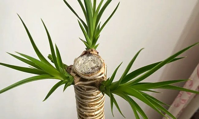 带有风水属性的龙血树养哪里比较好？