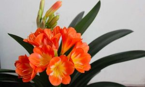 君子兰的养殖方法和注意事项-君子兰什么时候开花一年开几次?开花时如何护理