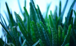 芦荟怎么浇水？浇水过多怎么办？芦荟养殖方法和注意事项