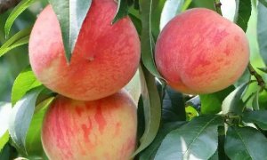 6月份吃什么水果的季节