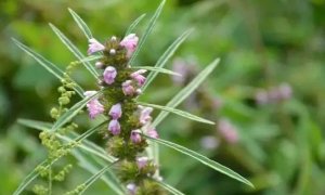 益母草喝几天子宫就收缩好了？益母草能清理子宫垃圾吗？
