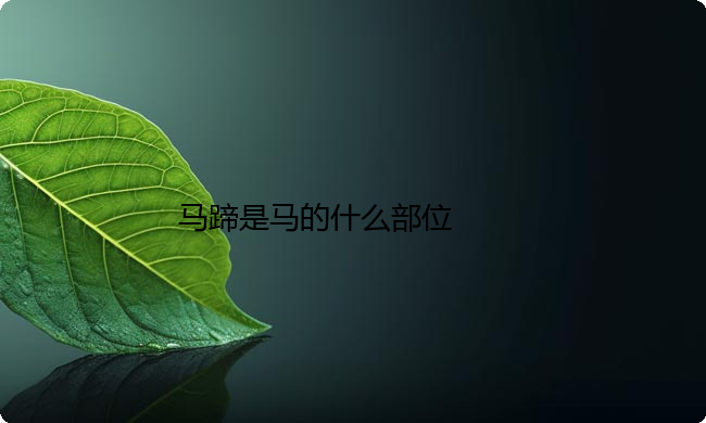 马蹄是马的什么部位