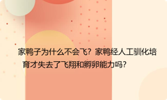 家鸭子为什么不会飞？家鸭经人工驯化培育才失去了飞翔和孵卵能力吗？