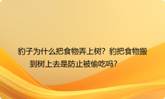 豹子为什么把食物弄上树？豹把食物搬到树上去是防止被偷吃吗？