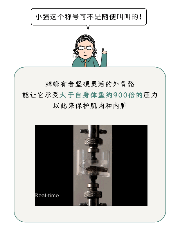 家里踩死的蟑螂，为什么第二天突然消失了？